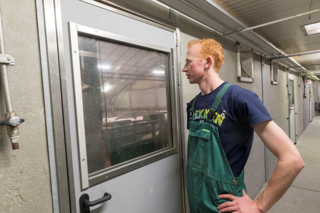 Via de grote ramen is er goed zicht op de dieren zonder altijd direct naar binnen te hoeven. Dat is bijvoorbeeld handig bij de quarantainestal van de opfokzeugen. 