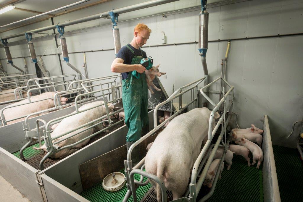 Daarna zet hij ze weer terug bij de zeug. Het werkt snel en het is niet nodig om de biggen te merken. 