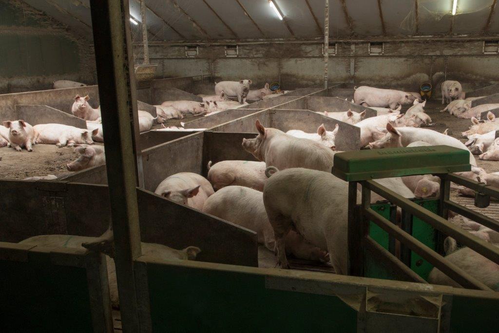 De dragende zeugen liggen in een grote dynamische groep met voerstations. 