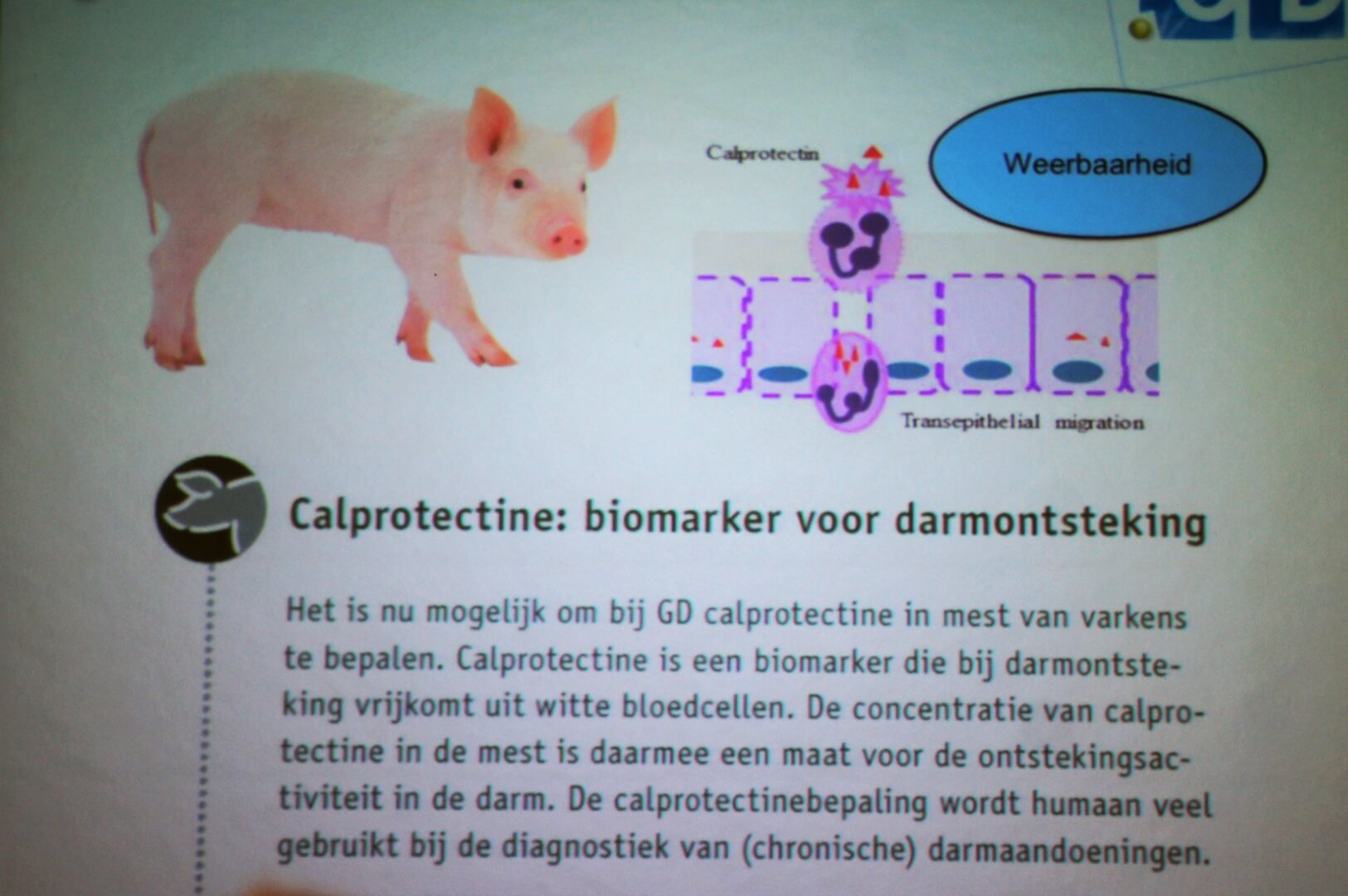 Nieuwe+test+toont+darmontsteking+aan