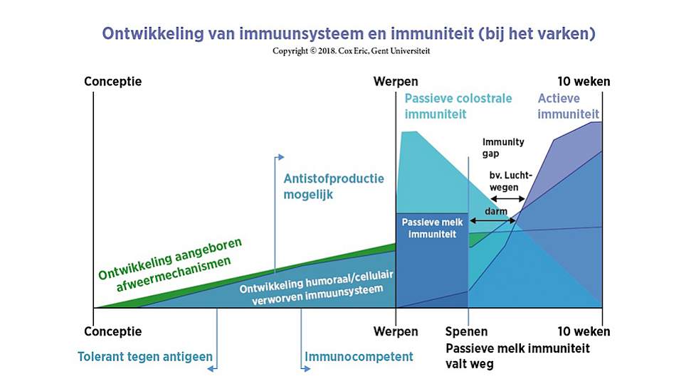 Immuunsysteem+big+bij+geboorte+klaar+om+te+beschermen
