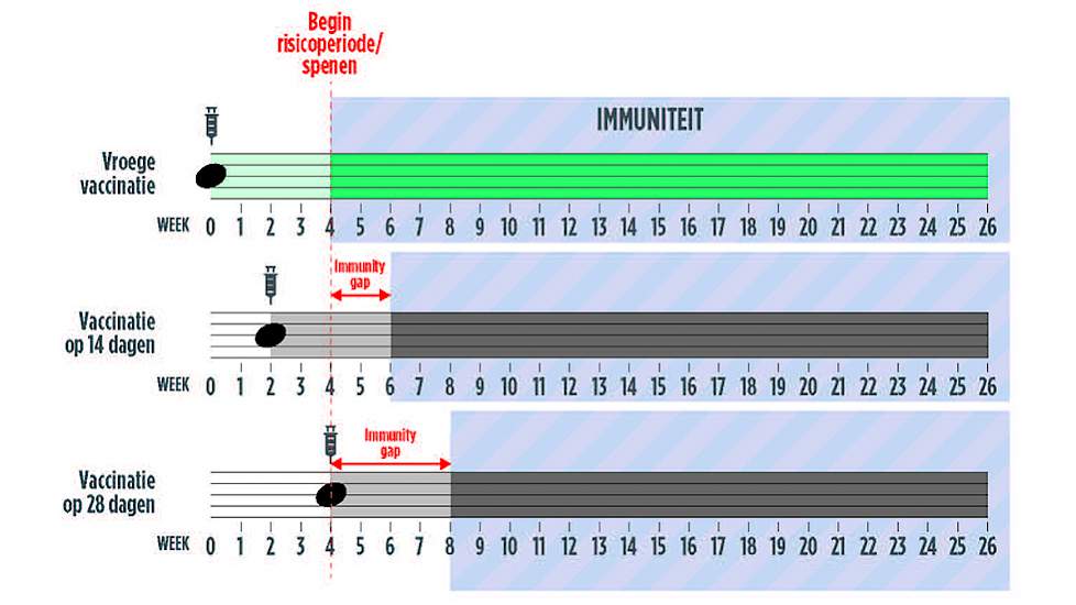 Wat+is+het+ideale+vaccinatiemoment+voor+biggen%3F