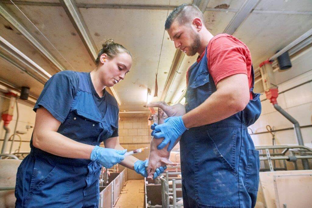 Om de effecten van prelacto en split-suckling te testen heeft dierenarts Lydie van den Crommenacker van DAC ZuidOost bij 32 biggen en 8 zeugen bloedmonsters genomen. Hipra heeft de antistofniveaus bij biggen en zeugen vergeleken. Daaruit blijkt dat de biggen bij de oudere zeugen doorgaans genoeg antistoffen via de biest binnenkrijgen. Bij de eersteworpszeugen die ’s nachts werpen lukt het niet altijd. 