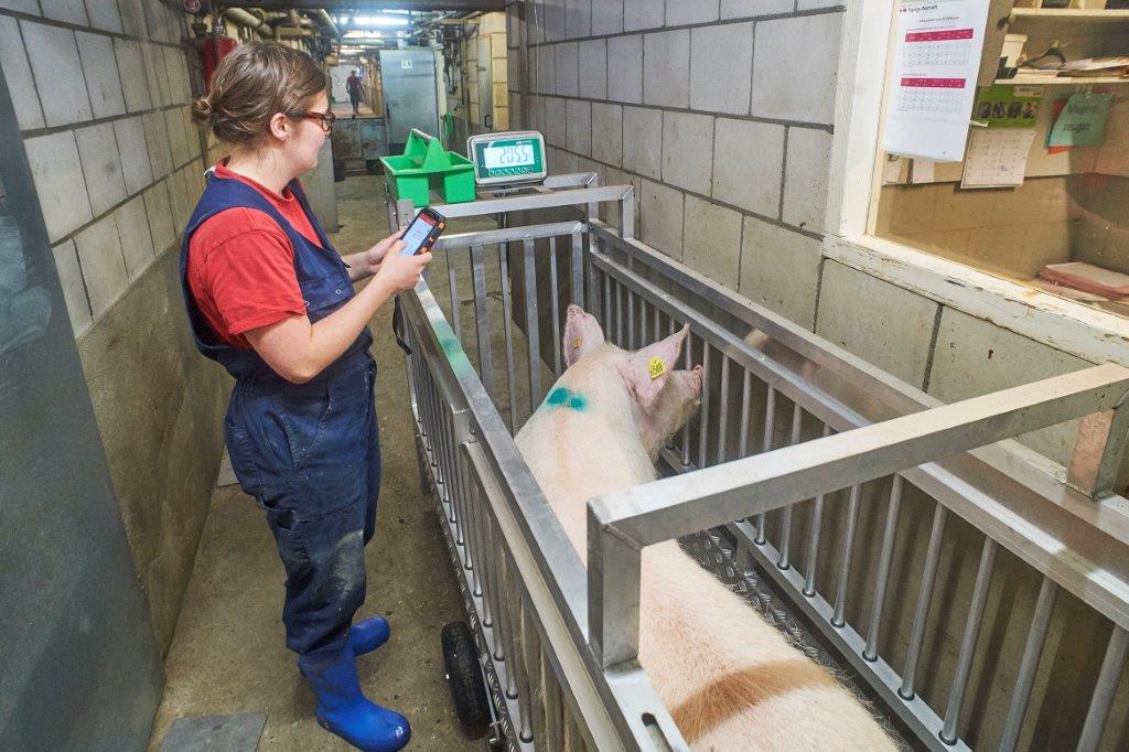 Bij opleg in de kraamstal en na spenen worden alle zeugen gewogen. Deze eersteworpszeug weegt na spenen nog 205,5 kilo. 