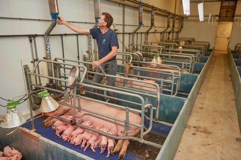 Eric van Zutphen wil uniforme kwaliteitsbiggen leveren aan zijn vaste afnemers. Goed voeren van zeugen en biggen is hiertoe noodzakelijk. 