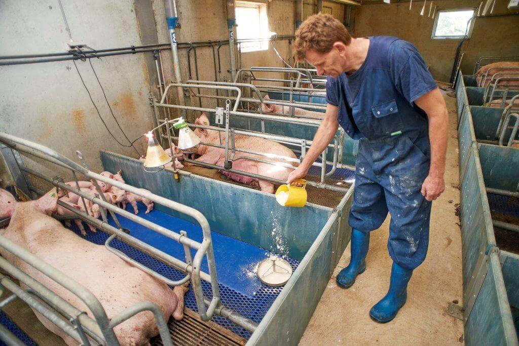 Het bijvoeren van de biggen begint met een droog melkproduct. “Melk of pap bederft te snel en heeft dan een averechts effect.” 