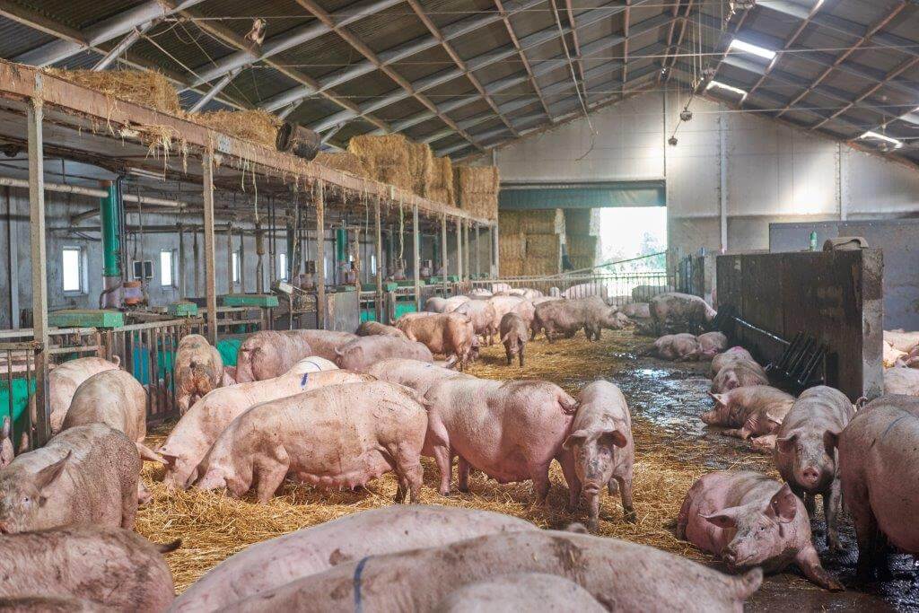 De dragende zeugen lopen in het stro en krijgen hun voer via de voerstations. 