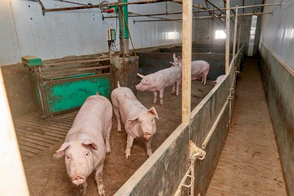 In het aanleerstation ligt een klein groepje opfokzeugen. In een klein groepje gaat het aanleren sneller en gemakkelijker en vrijwel zonder hulp 