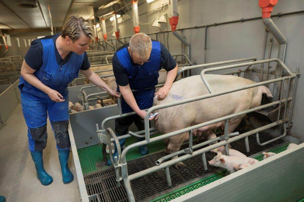 Pieter neemt voor de zekerheid de temperatuur van de zeug op. 