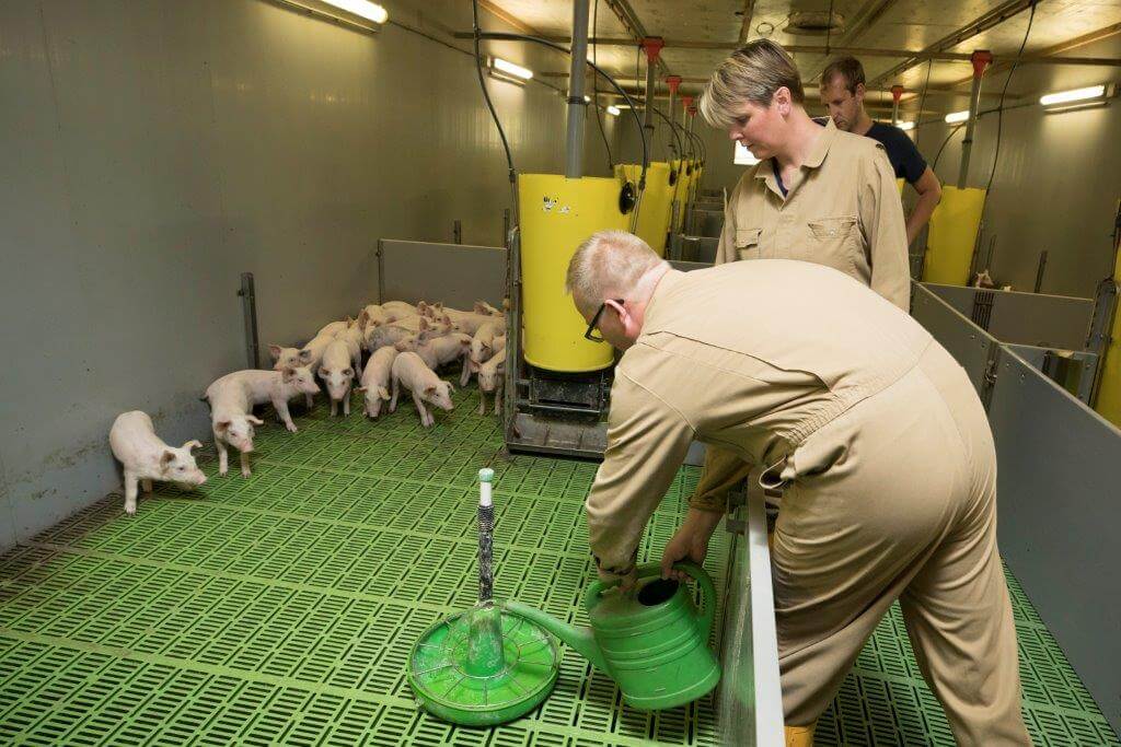 Water bijvoeren na spenen is een onderdeel van de biggenverzorging. 