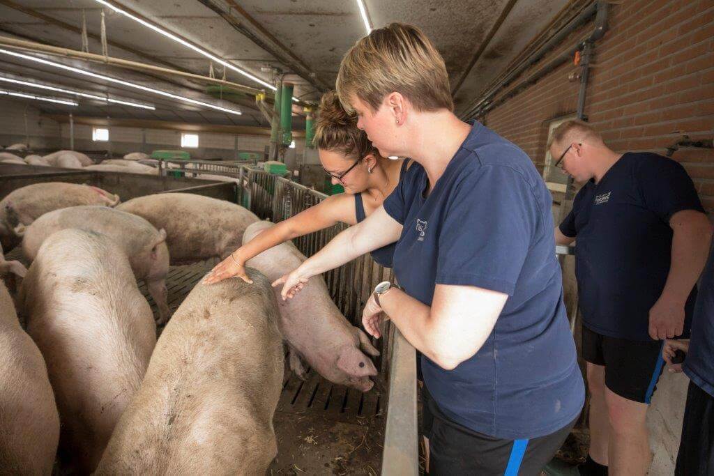 Op het oog de conditie beoordelen is niet gemakkelijk hebben de cursisten gemerkt. Bij het wegen van de opfokzeugen bleken ze vaak lichter dan gedacht. 