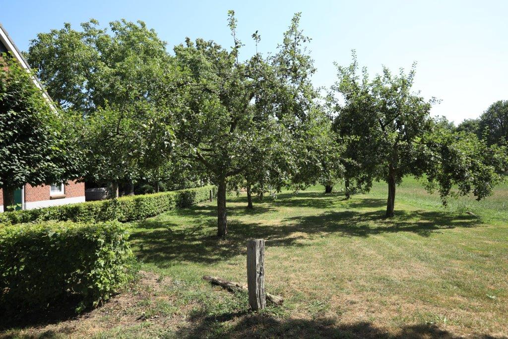 Het varkensbedrijf en de typisch Twentse boerderij uit 1902 is omringd met groen. Appelbomen in dit geval aan de voorzijde. 