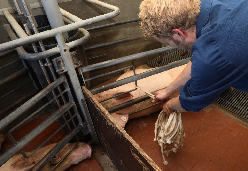 Het wroetbedrijf voert een ster van het Beter Leven-keurmerk. Extra hokverrijking voor kraamzeugen hoort daarbij. Naast dit touw krijgen de zeugen voor werpen ook de beschikking over een juten zak 