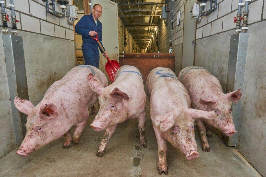 Jack en John Theelen willen gezonde, goed beschermde opfokzeugen leveren aan hun klanten. 