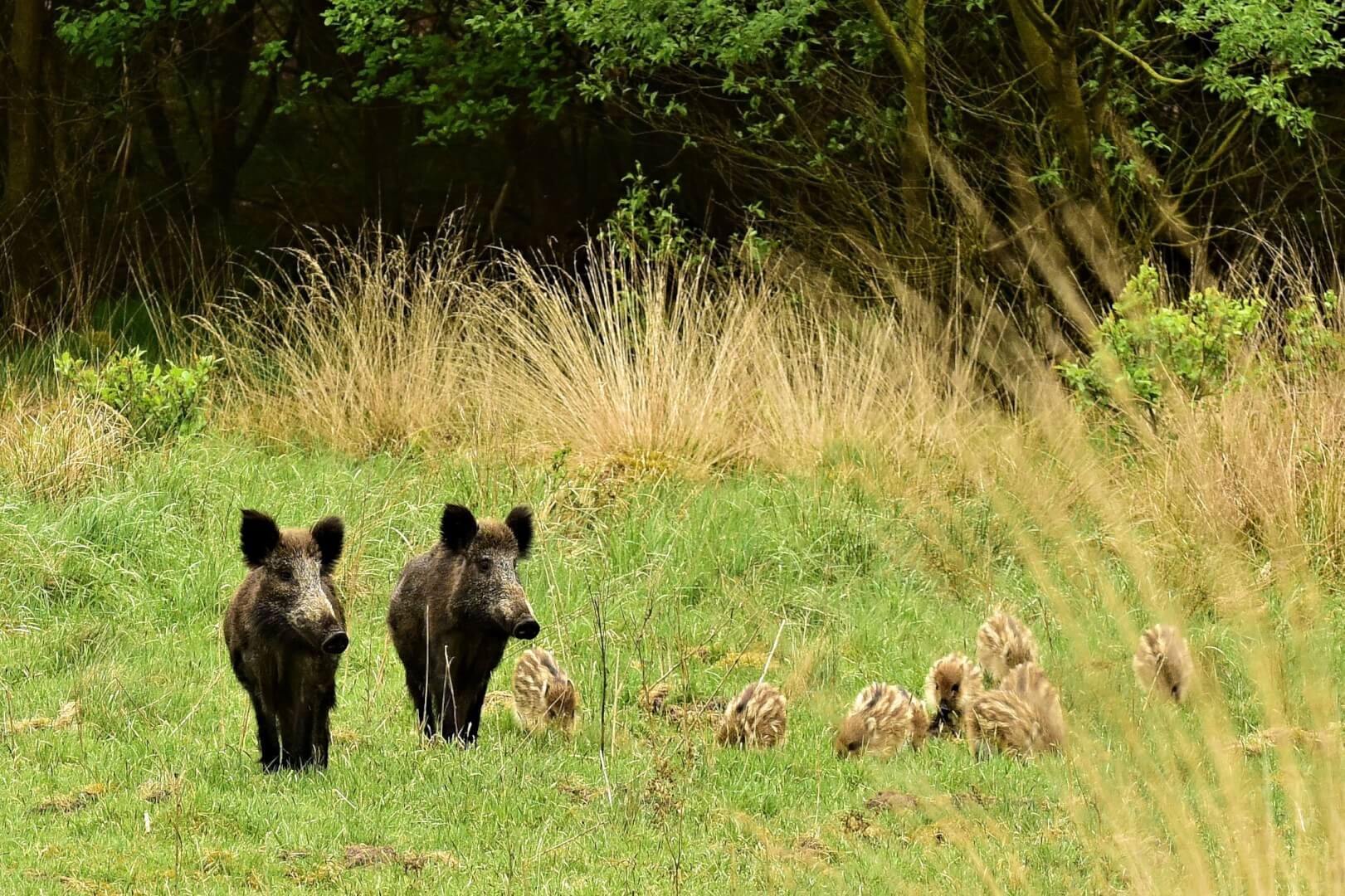 Wild+zwijn+vermindert+biodiversiteit