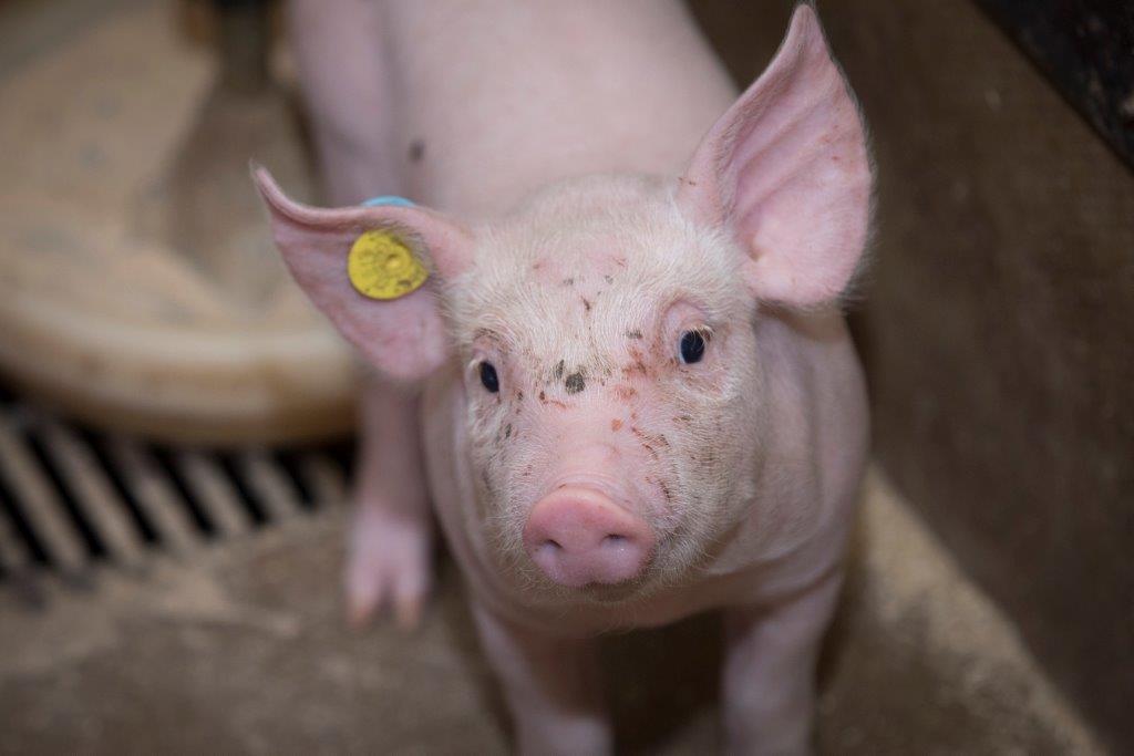 Levendige gezonde biggen. Daar doet Kusters het voor.  Omdat hij eigen aanfok heeft en geen enkel varken aanvoert op zijn bedrijf, kan hij zonder vaccinaties bij de biggen uit de voeten. Dat bespaart geld en arbeid. 