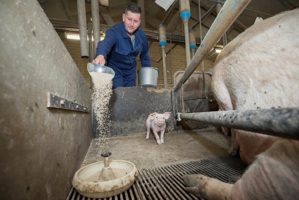 Het eerste en enige voer dat biggen in de kraamstal krijgen is een prestarter in kruimelvorm. Dit krijgen ze tot enkele dagen na spenen en daarna pas schakelt Kusters de biggen over op speenkorrel. 