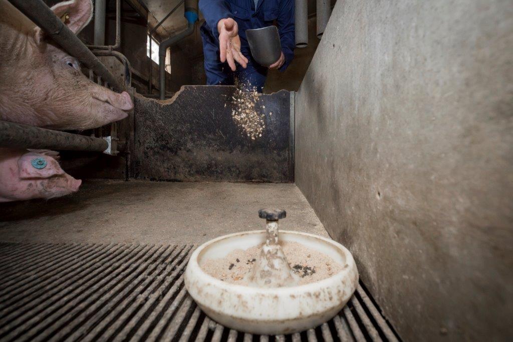 Biggen krijgen enkele dagen voor het spenen een muesli. Die verandering in de voerkommen stimuleert de biggen extra om voer op te nemen. 