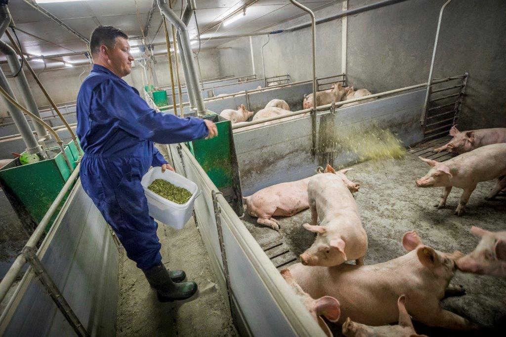 Michel Kusters geeft vleesvarkens en opfokzeugjes als extra afleidingsmateriaal een luzernemix. Voor het controleren van dieren is dat alleen al een pre, vindt hij. 