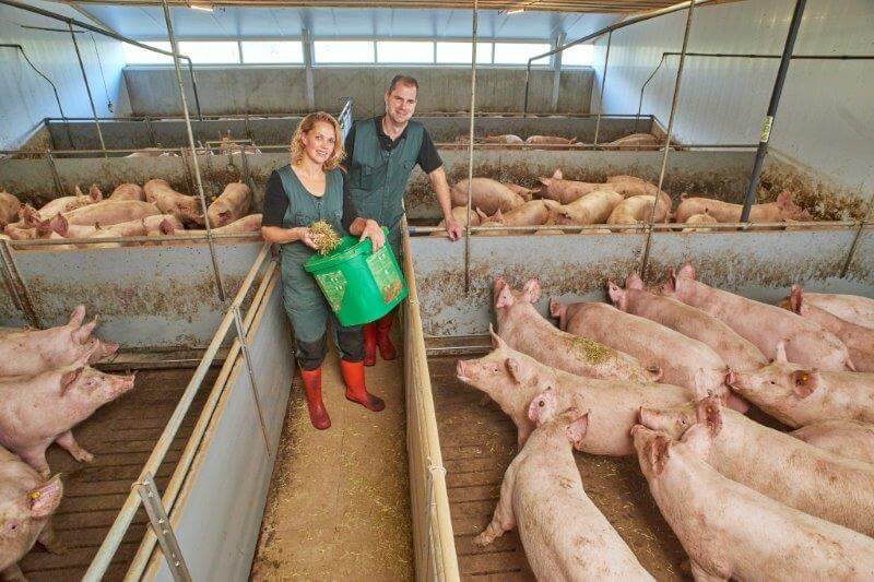 Marlies en Johan Jacobs tussen de vleesvarkens. De nieuwe tak van sport op hun fokbedrijf van Topigs Norsvin genetica. 