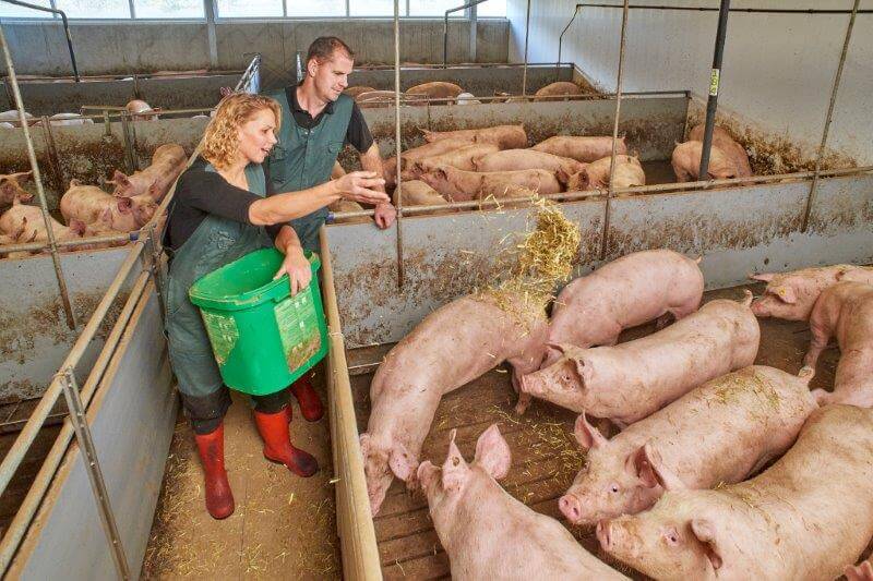 De vleesvarkens worden gehouden volgens Beter Leven-criteria, maar een ster van het keurmerk draagt het bedrijf (nog) niet. Het verstrekken van luzerne is een handig hulpmiddel bij het controleren van de varkens, ervaart Marlies. 