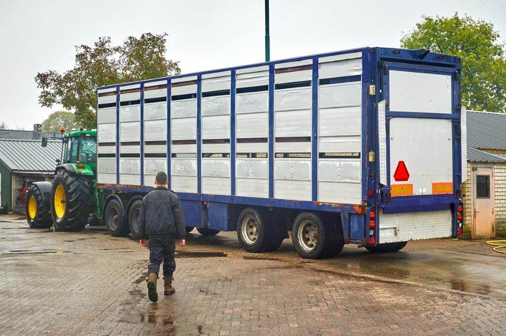 Het transport van de biggen van het zeugenbedrijf naar de vleesvarkensstallen verzorgt Kuipers zelf met eigen transport. 