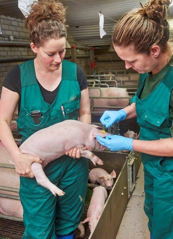 Dierenarts Anne Staadegaard neemt hier een bloedmonster. 