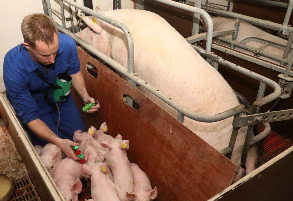 Gertjan gaat in het hok en vaccineert de biggen. Knielen vindt hij veel minder belastend dan alle biggen optillen. 