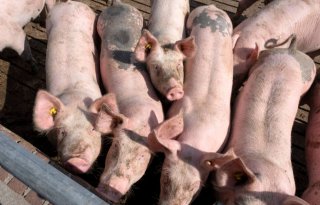 Varkenshouders+en+bioboeren+optimistisch+gestemd