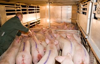 FAO verwacht 2,5 procent meer varkensvlees