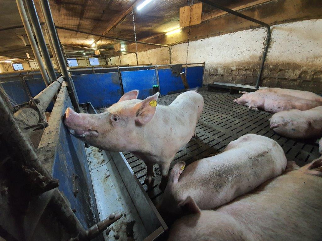 De dragende zeugen hebben ruim 2,5 vierkante meter per zeug te beschikking. Ze krijgen net zoals alle andere varkens op het bedrijf brijvoer. 