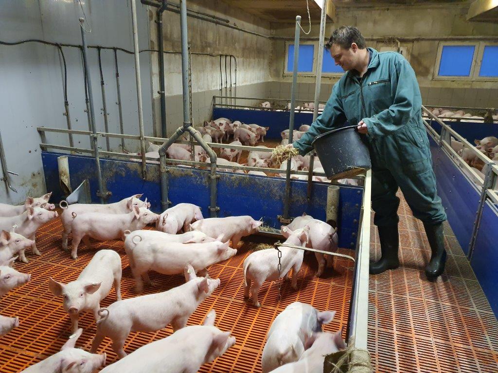 Sinds kort is Koen gestart met het voeren van koolzaadstro aan de gespeende biggen als extra afleiding. Dat lijkt goed te werken. 