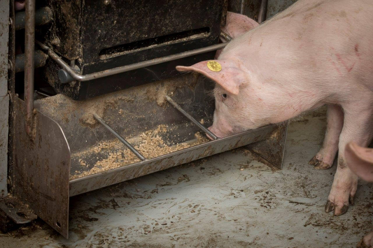 Tomen houdt hij na het spenen zoveel mogelijk bijeen. Beren en gelten zitten daarom bij elkaar in de hokken en aparte voeders of voerstrategie hanteert hij niet. 