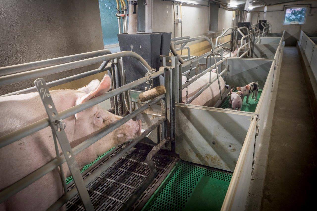 De kraamzeugen kunnen vrijwel onbeprkt vreten met de klepelbakken. 