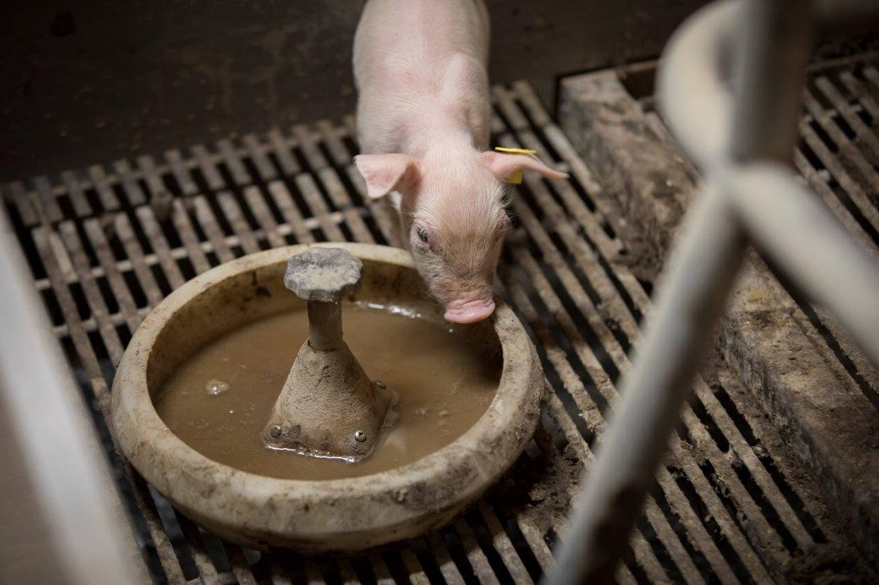 Op het voorkomen van geboortediarree is Oostenbrink kien. Daarom verstrekt hij de eerste 7 dagen na de geboorte een kleimineralenmix in de voerkom. Dat is op het bedrijf van Oostenbrink effectief, zodat biggen goed opstarten. 