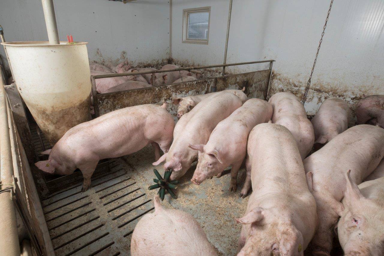 De hokken van de vleesvarkens zijn schoon en de vloeren zijn kurkdroog.. De hokhygiëne is prima op orde, net als de diergezondheid. De voerconversie is 2,60 en de groei is boven de 900 gram per dag. Als Oostenbrink al zijn biggen zelf slachtrijp zal kunnen maken en het loopt soepel, dan durft hij entingen bij biggen (PRRS, mycoplasma en circo)te stoppen. 