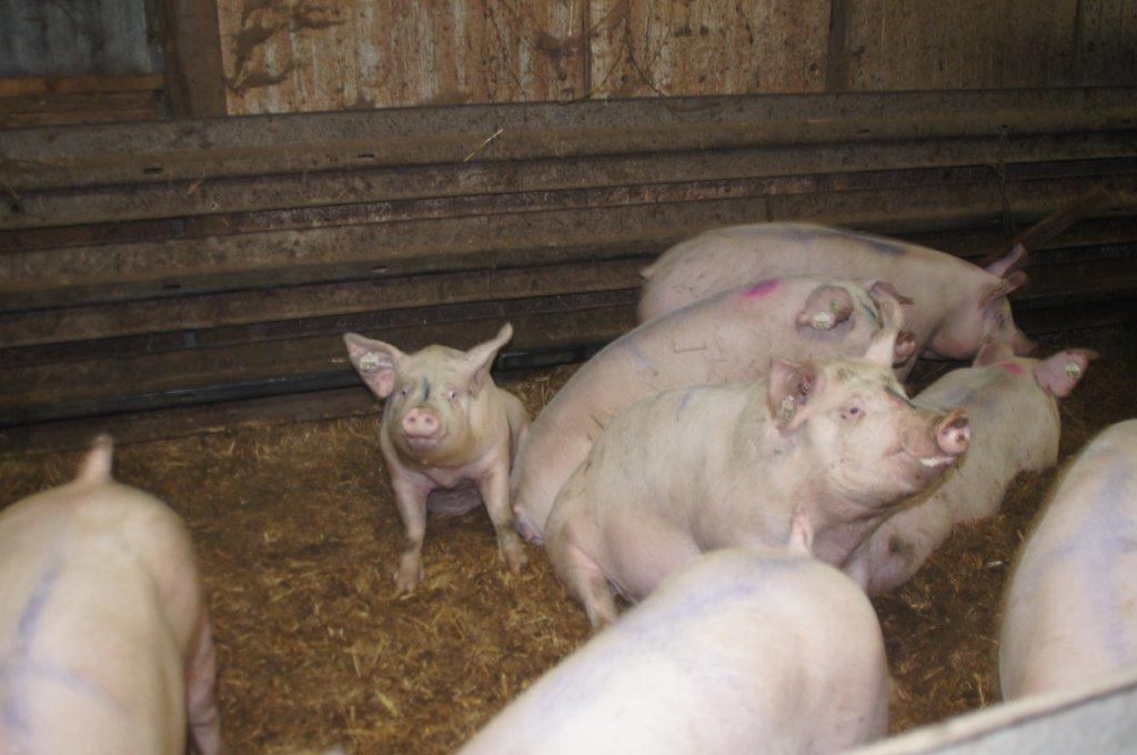 Omdat er ruimtegebrek is op het bedrijf door de toegenomen eisen in de Welzijnswetgeving liggen de opfokzeugen in een strohok. 