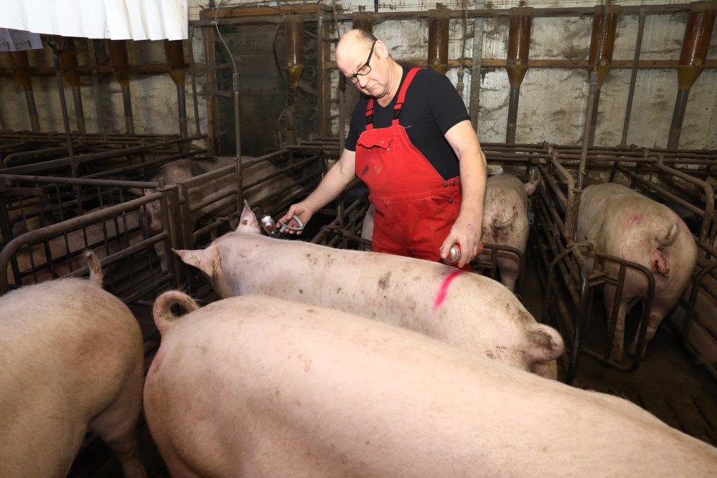 Bouwmeester geeft de griepvaccinatie rond dag 60 van de dracht. 