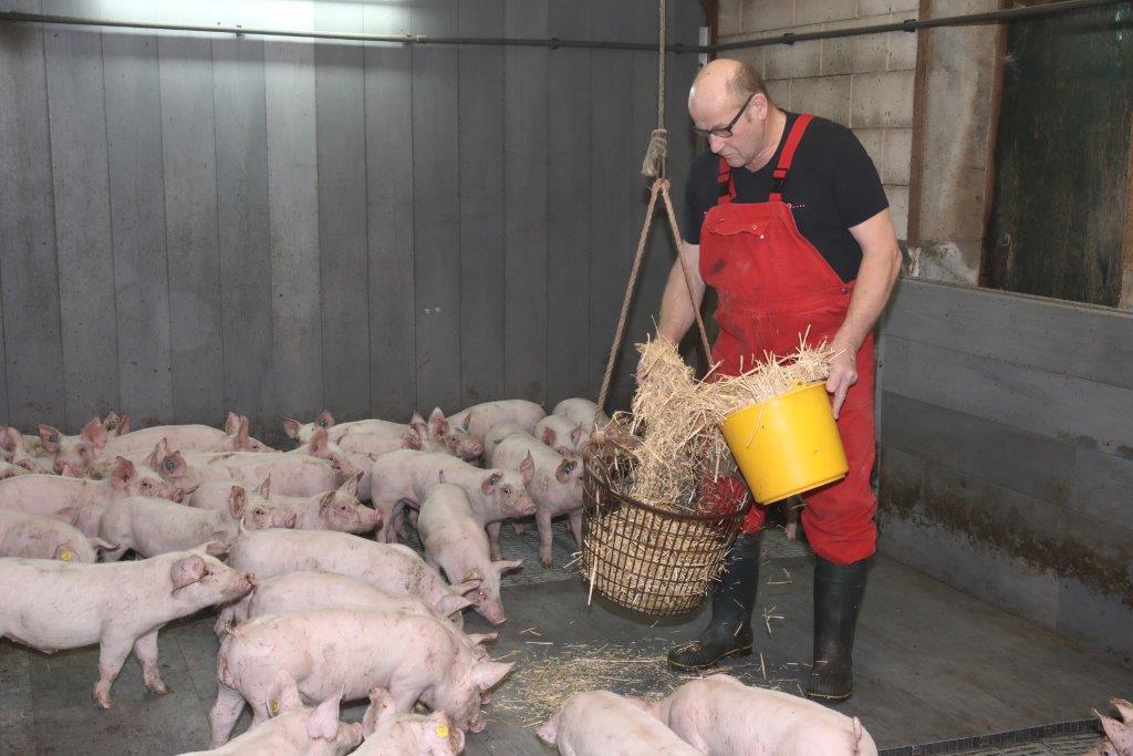 Naast de permanent aanwezige afleidingsmaterialen, geeft Bouwmeester de biggen dagelijks een beetje vers stro als hokverrijking. 