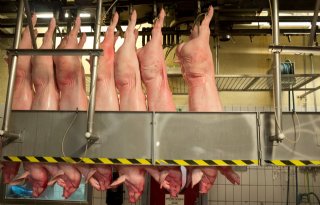 Varkensprijs zet voorzichtig stijgende koers in