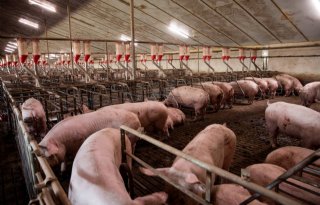 Dierenbescherming+staat+trogverdelers+van+1%2E20+meter+toe+binnen+Beter+Leven+Keurmerk