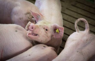 VKON: samen toegroeien naar intacte varkensstaarten