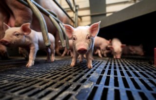 Canadese integrator verkleint varkensproductie