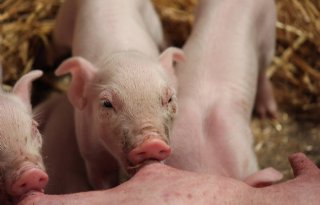NVWA+legt+twee+varkensbedrijven+last+onder+dwangsom+op