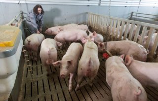 Duitsers+brengen+10+procent+minder+varkensvlees+op+de+markt