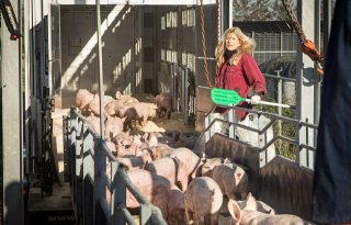 Minder+biggen+maar+meer+vleesvarkens+afgezet+naar+buitenland