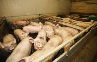 Verspreiding+van+hepatitis+E+bij+varkens+is+goed+in+te+dammen