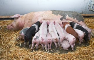 Zwitsers+stemmen+tegen+biologische+regels+voor+alle+vee