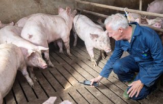 Vleesvarkensbedrijf+Tiemessen+uit+Sterksel