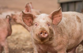Afrikaanse varkenspest niet onder controle in Balkanlanden